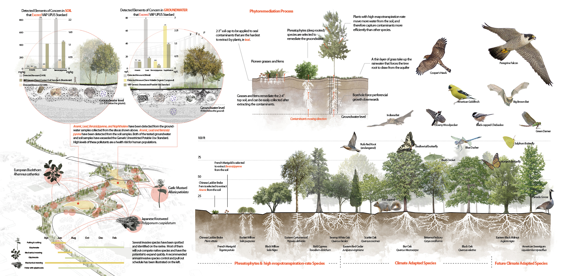 Phytoremediation and Climate adaptation strategy